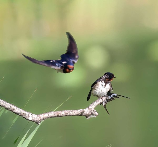 金牛网 吉祥之鸟‌燕子飞，好运连连添富贵